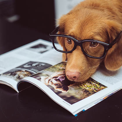 Dog with face on magazine wearing glasses